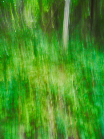 Summer Forest Impression 8