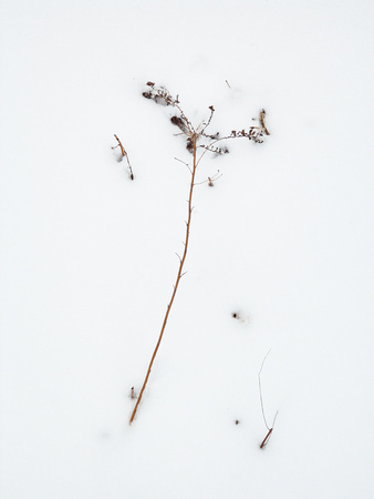 Panicles in Snow 18