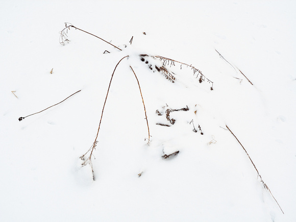 Panicles in Snow 14