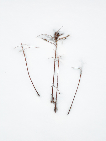 Panicles in Snow 15