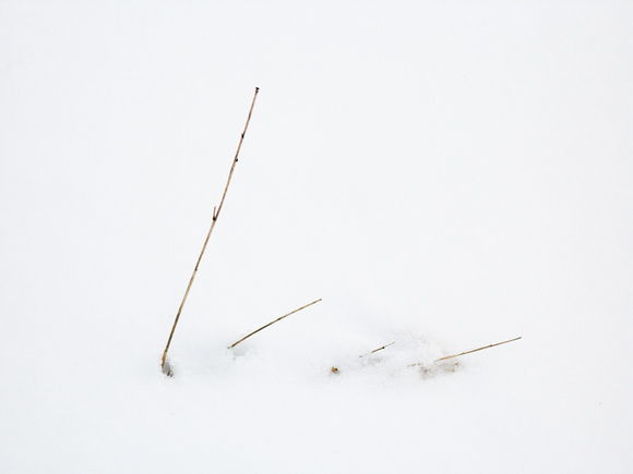Panicles in Snow 16