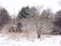 The Middle of Credit Meadows, Winter 12