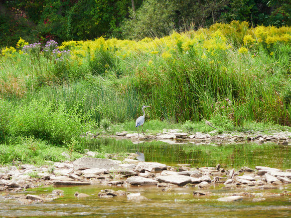 Great Blue Heron Under the Golden Rods