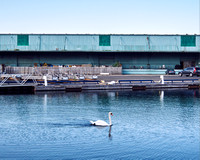 Swan in Port Credit Marina 1