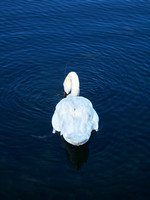 Swan in Port Credit Marina 2