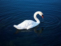 Swan in Port Credit Marina 3