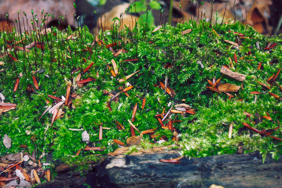 Fallen Moss-Covered Log at Rattray Marsh