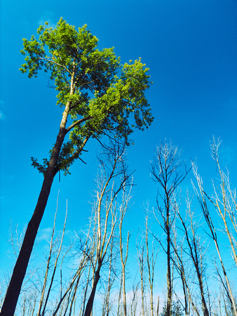 Ash Trees Alive and Dead 1