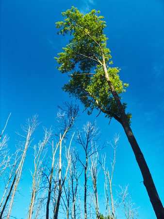 Ash Trees Alive and Dead 2