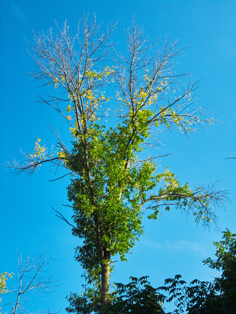 Ash Trees Alive and Dead 3