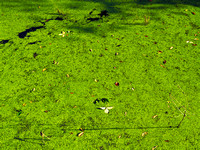 Rattray Marsh Algae 1