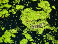Rattray Marsh Algae 4