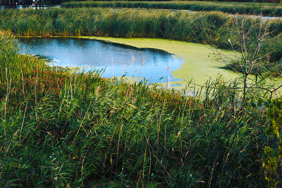 Between the Cattails