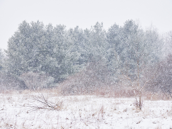 The Middle of Credit Meadows, Winter 2