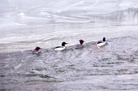 Four Merganser Ducks Lined Up and Swimming (and Struggling) Up the Credit River