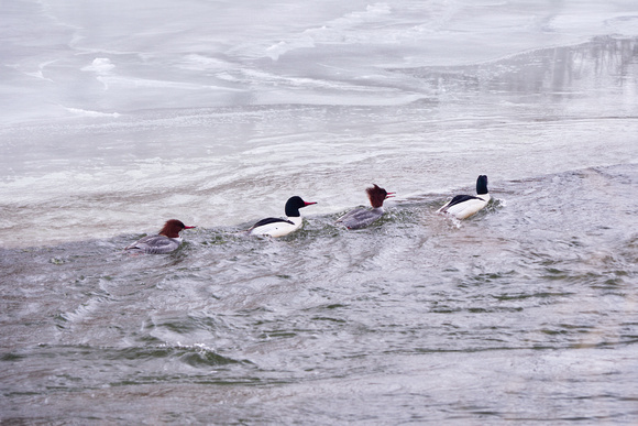 Four Merganser Ducks Lined Up and Swimming (and Struggling) Up the Credit River