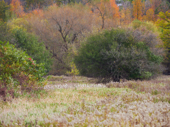 The Middle of Credit Meadows, Autumn 4