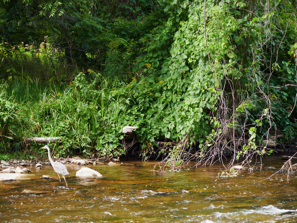 Great Blue Heron Between the Hanging Vines I