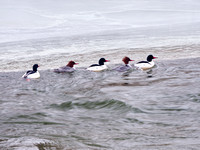 Five Merganser Ducks Lined Up and Swimming (and Struggling) Up the Credit River