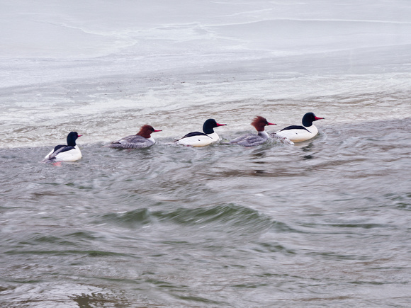 Five Merganser Ducks Lined Up and Swimming (and Struggling) Up the Credit River