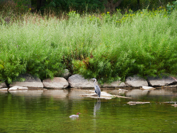 Great Blue Heron Watches Over the Merganser Ducks III