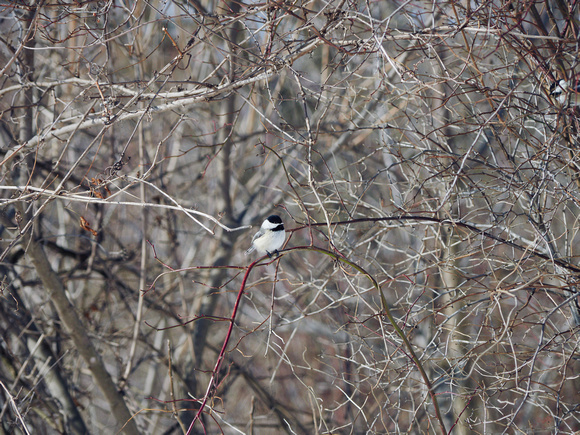 Black-Capped Chickadee on a Red-Capped Branch