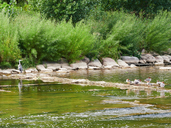 Great Blue Heron Watches Over the Merganser Ducks I