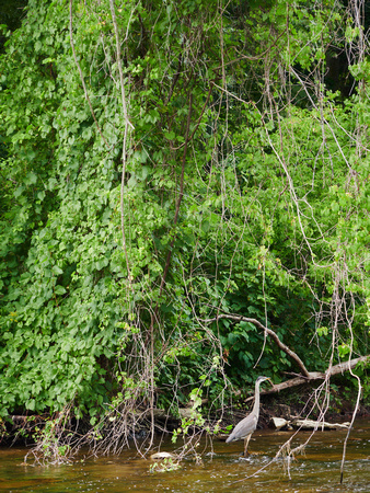 Great Blue Heron Between the Hanging Vines IV