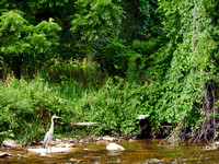 Great Blue Heron the Credit River