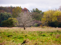 The Middle of Credit Meadows, Autumn 6
