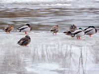 Flock of Mallard Ducks Resting on Ice Along the River's Edge