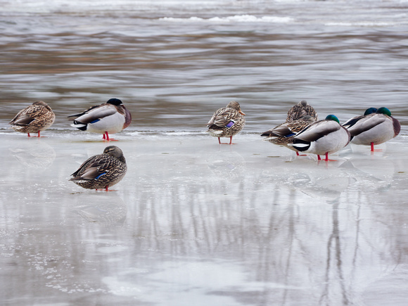 Flock of Mallard Ducks Resting on Ice Along the River's Edge