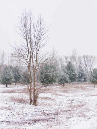 The Middle of Credit Meadows, Winter 5