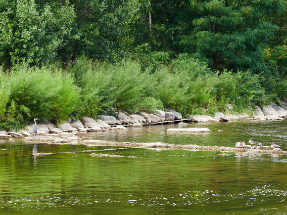 Great Blue Heron Watches Over the Merganser Ducks II